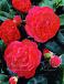 Japonica Red
