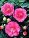 Japonica Pink