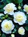 Japonica Yellow
