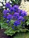 Glomerata Blue