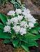 Glomerata White