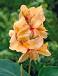 Apricot Dream