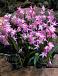 Forbesii Rosea