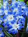 Blue Giant
