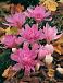 Waterlily