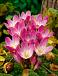 Speciosum