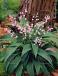 Majalis Rosea