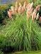 Selloana Pink