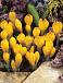 Flavus Yellow Mammoth