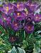 Vernus Flower Record