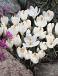 Vernus White