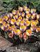 Chrysanthus Advance