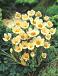 Chrysanthus Cream Beauty