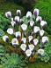 Chrysanthus Prins Claus