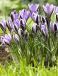 Sieberi Spring Beauty