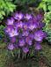 Tommasinianus Ruby Giant