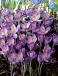 Tommasinianus Barr's Purple