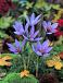Autumnflowering Sativus Saffron