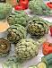 Scolymus