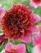 Anemone Mambo
