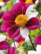 Single flowering Twyning's Smartie