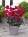 Single flowering Happy Days Cherry Red