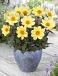 Anemone Happy Days Lemon