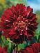 Anemone El Nino