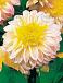 Anemone Polka