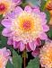 Anemone Lambada
