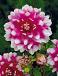 Decoratieve Priceless Pink
