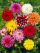 Decoratieve Mix
