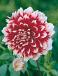 Fimbriated  Red and White Fubuki