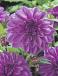 Decoratieve Lilac Time