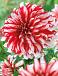 Decoratieve Penny Lane