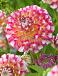Decoratieve Hawaii NL