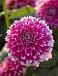 Decoratieve Fuzzy Wuzzy