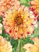 Decoratieve Lady Darlene