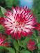Cactus Dutch Explosion