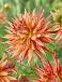 Cactus Marcanti