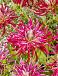 Cactus Hollyhill SpiderWoman