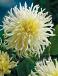 Cactus White Star