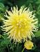 Semi-Cactus Yellow Star