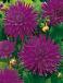 Cactus Purple Gem
