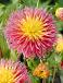 Semi-Cactus Fringed Star