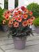 Single flowering Happy Days Red Flame
