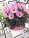 Single flowering Happy Days Pink