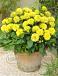 Decoratieve Sunny Glow®