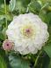 Decoratieve Eveline NL