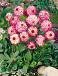 Decoratieve Little Robert